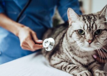 What Happens if a Veterinarian Becomes Temporarily Disabled?