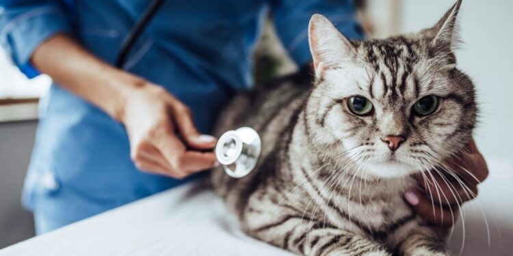 What Happens if a Veterinarian Becomes Temporarily Disabled?