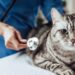 What Happens if a Veterinarian Becomes Temporarily Disabled?