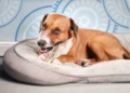 Why Your Dog’s Gut Health Matters More Than You Think