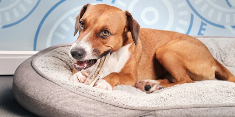 Why Your Dog’s Gut Health Matters More Than You Think