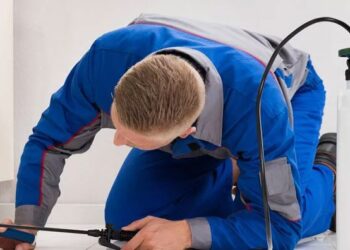 Pest Control Surrey Effective Residential and Commercial Solutions