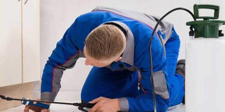 Pest Control Surrey Effective Residential and Commercial Solutions