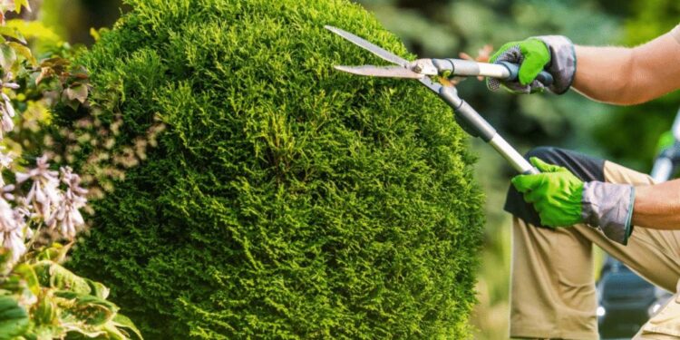 Tree Care in Jackson