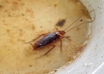 What Are The Risks Of Ignoring Pest Infestations?