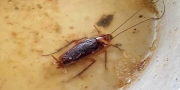 What Are The Risks Of Ignoring Pest Infestations?