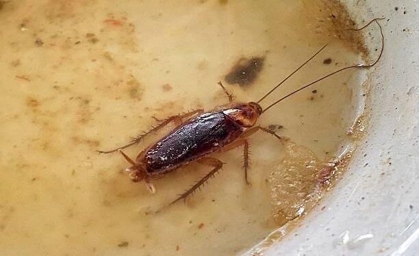 What Are The Risks Of Ignoring Pest Infestations?