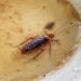 What Are The Risks Of Ignoring Pest Infestations?