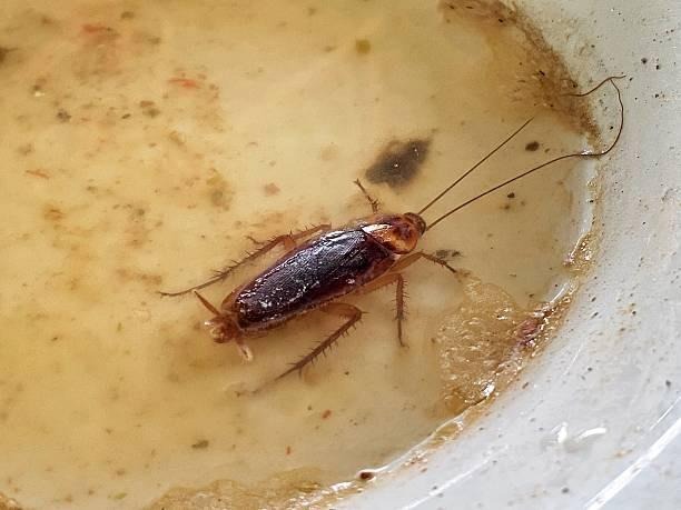 What Are The Risks Of Ignoring Pest Infestations?