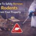 How To Safely Remove Rodents From Your Property