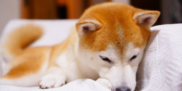 Why Your Dog Keeps Toileting in the Same Corner