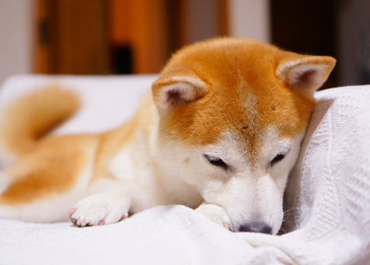 Why Your Dog Keeps Toileting in the Same Corner