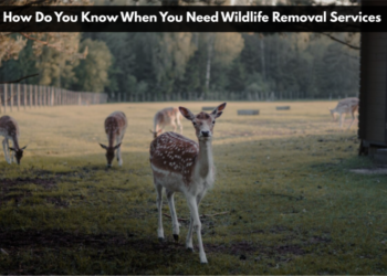 How Do You Know When You Need Wildlife Removal Services