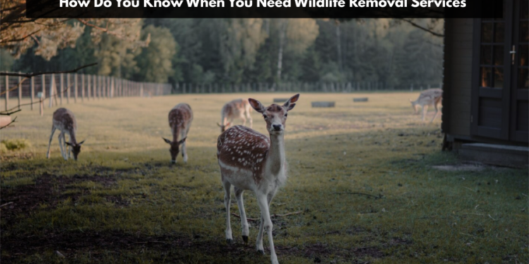 How Do You Know When You Need Wildlife Removal Services