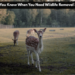 How Do You Know When You Need Wildlife Removal Services