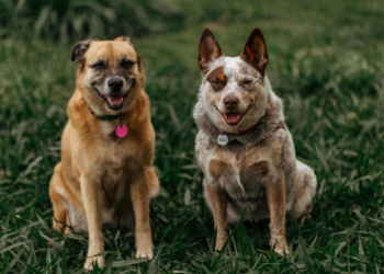 Why Are Collagen Supplements Beneficial for Pets?
