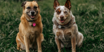 Why Are Collagen Supplements Beneficial for Pets?