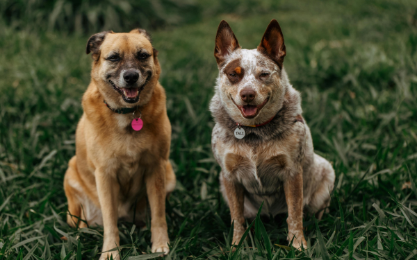 Why Are Collagen Supplements Beneficial for Pets?