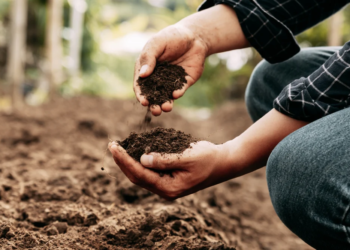 A Complete Guide to Choosing the Right Garden Care Products for Healthy Plants and Soil