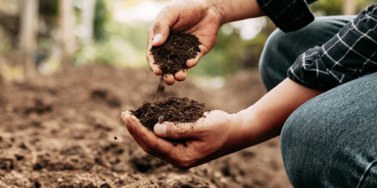 A Complete Guide to Choosing the Right Garden Care Products for Healthy Plants and Soil