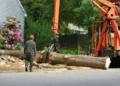 How Expert Tree Service in Burlington Solves Property and Safety Issues