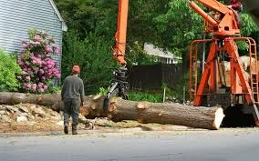 How Expert Tree Service in Burlington Solves Property and Safety Issues