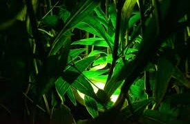 Low Voltage Well Lights Achieving Dramatic Uplighting Effects